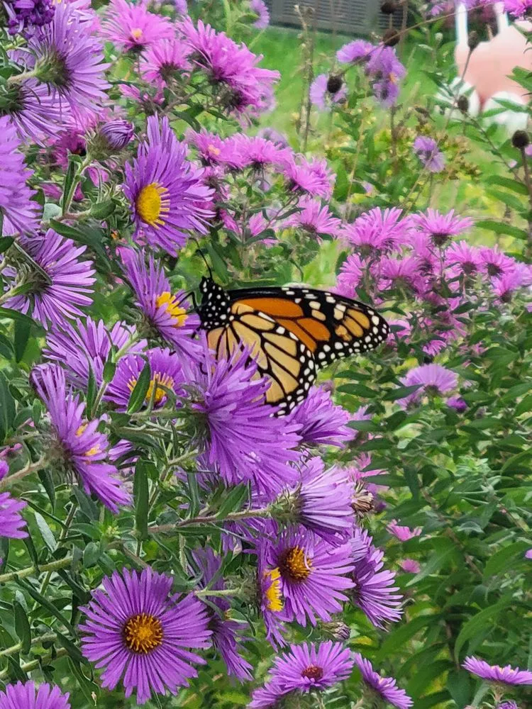 Reliable yard maintenance for year-round maintenance across Palmyra, WI - Kettle Moraine Land Stewards