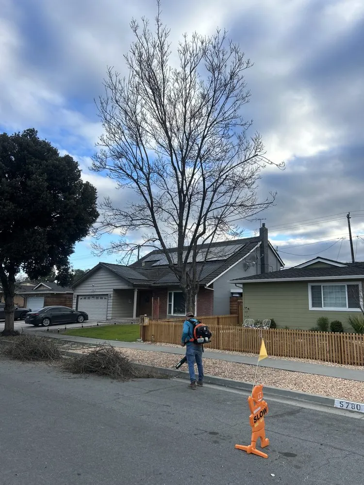 Expert lawn care service for beautiful yards across Morgan Hill, CA - Ketz Garden