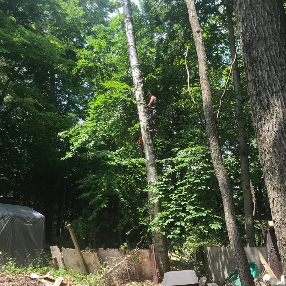 Local yard cleanup service in Woodford, VT - Keus Tree Service and Landscaping