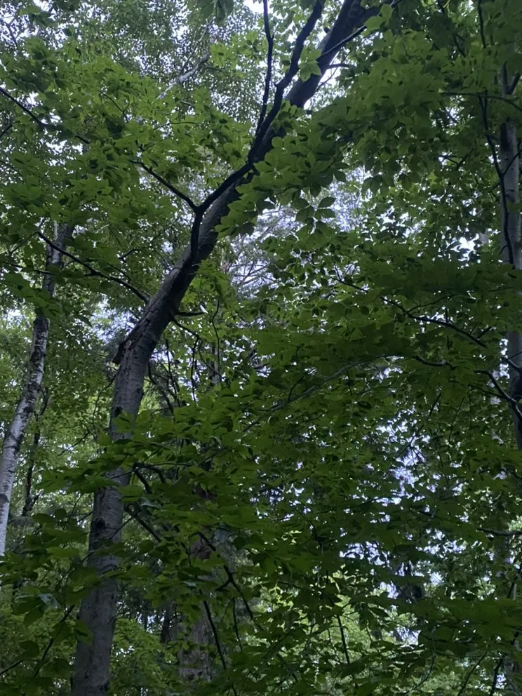 Professional landscape installation for outdoor upgrades in Woodford, VT by Keus Tree Service and Landscaping
