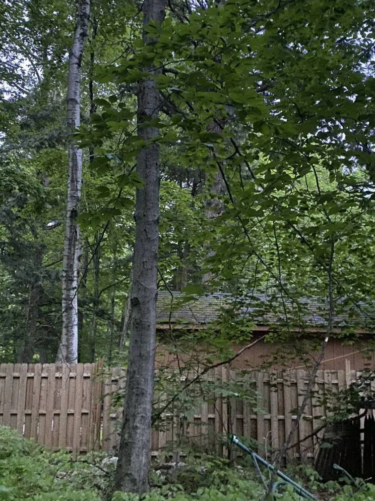 Professional yard cleanup service for residential properties across Woodford, VT - Keus Tree Service and Landscaping