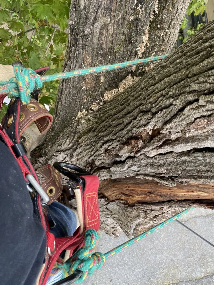 Trusted residential landscaping in Woodford, VT - Keus Tree Service and Landscaping