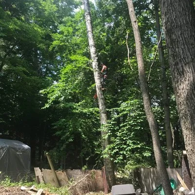 Keus Tree Service and Landscaping