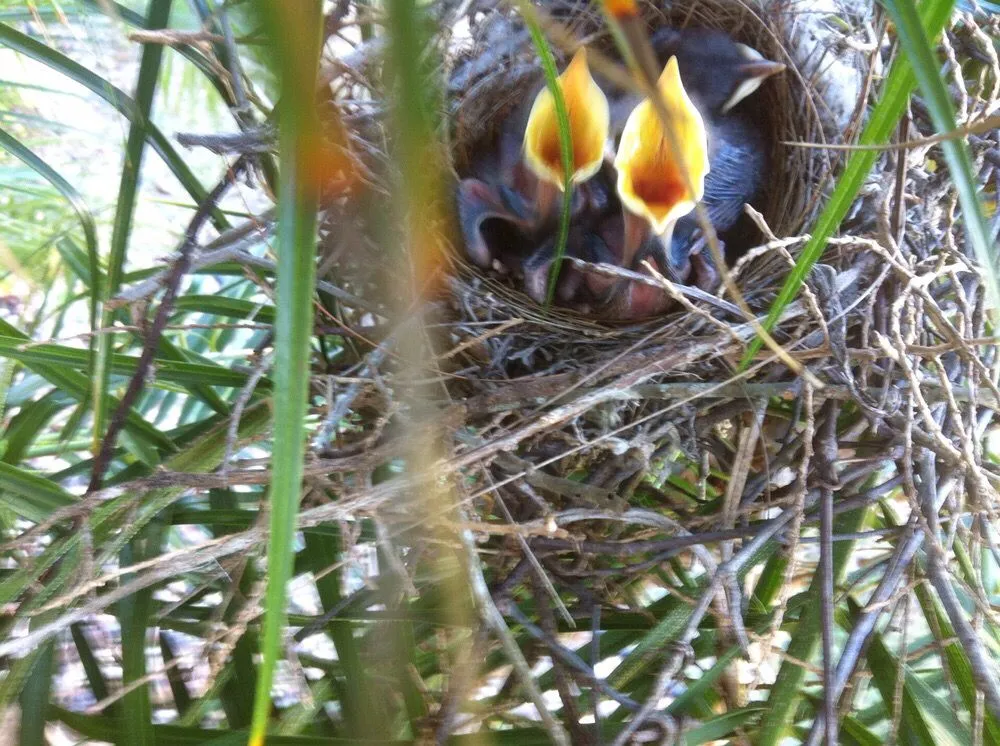 Local landscape design in St. Augustine, FL - Kevin Greer Bush Hog Box Blade and Tractor Work