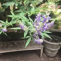 Local garden landscaping in Pineville, NC by Kevin James Landscape