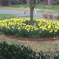 Reliable garden landscaping for homes in Pineville, NC by Kevin James Landscape