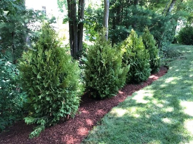 Expert lawn care service in Shrewsbury, MA by Kevin Labadini