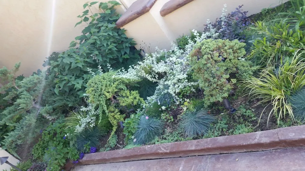 Trusted yard maintenance experts serving Rosemead, CA - Kevin Neiman's Horticultural Services