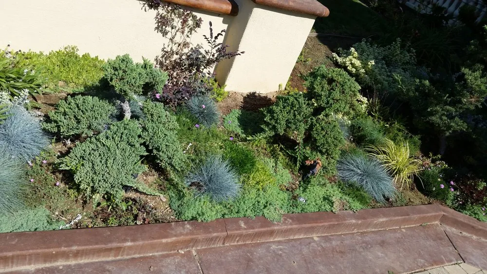 Reliable lawn care service in Rosemead, CA - Kevin Neiman's Horticultural Services