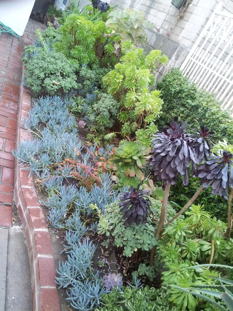 Professional lawn mowing service near you across Rosemead, CA - Kevin Neiman's Horticultural Services