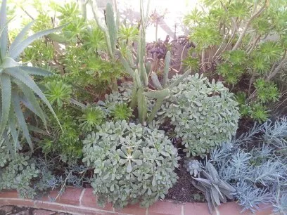 Professional residential landscaping experts serving Rosemead, CA - Kevin Neiman's Horticultural Services