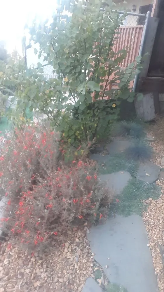 Affordable landscape design with custom design across Rosemead, CA - Kevin Neiman's Horticultural Services