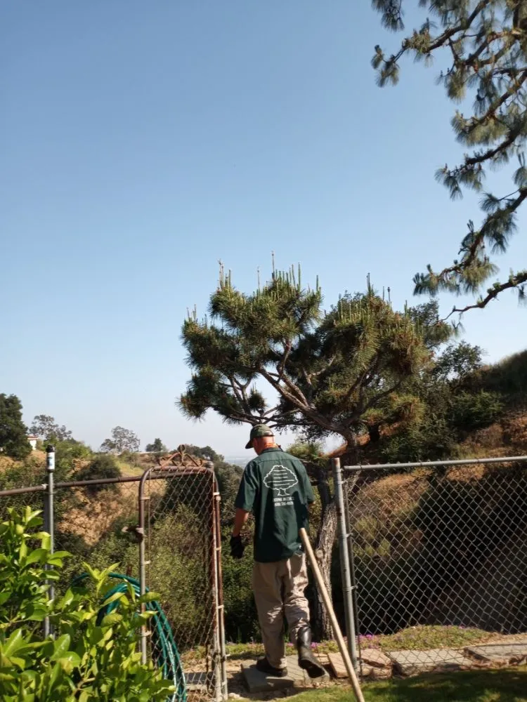 Local landscaping services in Rosemead, CA by Kevin Neiman's Horticultural Services
