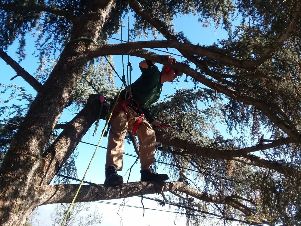 Custom residential landscaping for residential properties across Rosemead, CA - Kevin Neiman's Horticultural Services