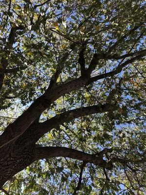 Kevin Neiman's Horticultural Services