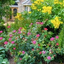 Professional yard cleanup service in Austin, TX by Kevin Wood Landscapes