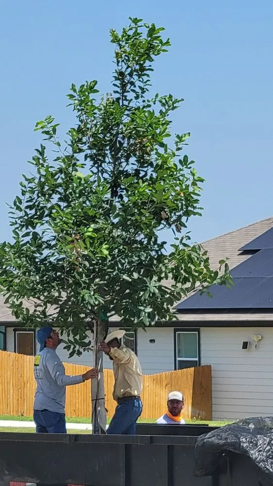 Professional residential landscaping in Austin, TX by Kevin Wood Landscapes