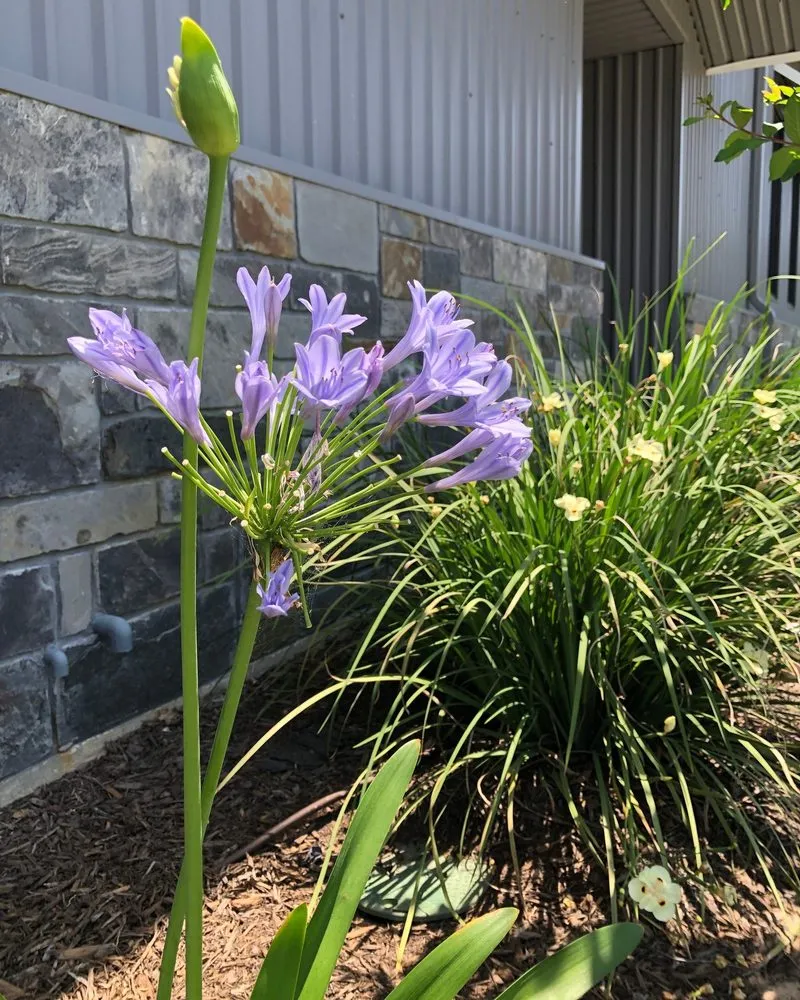 Expert yard cleanup service experts serving College Station, TX - Kevin's Landscapes