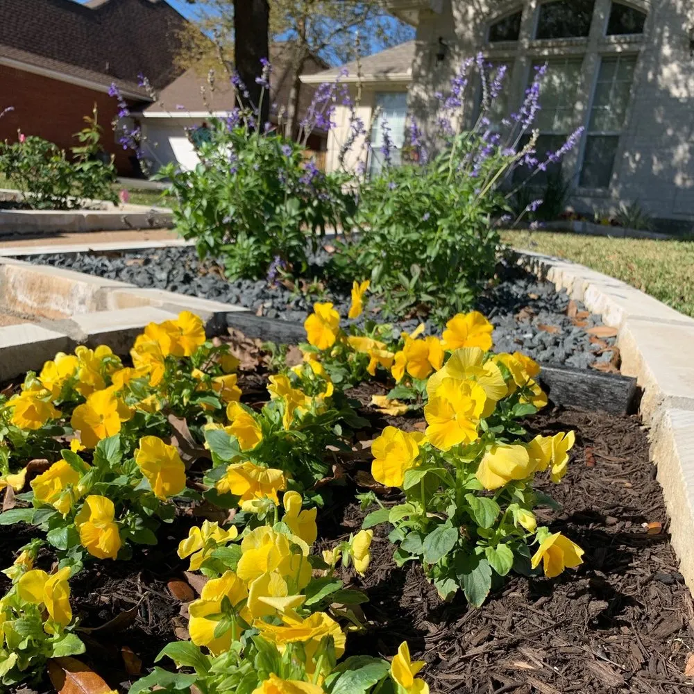 Expert yard maintenance in College Station, TX - Kevin's Landscapes