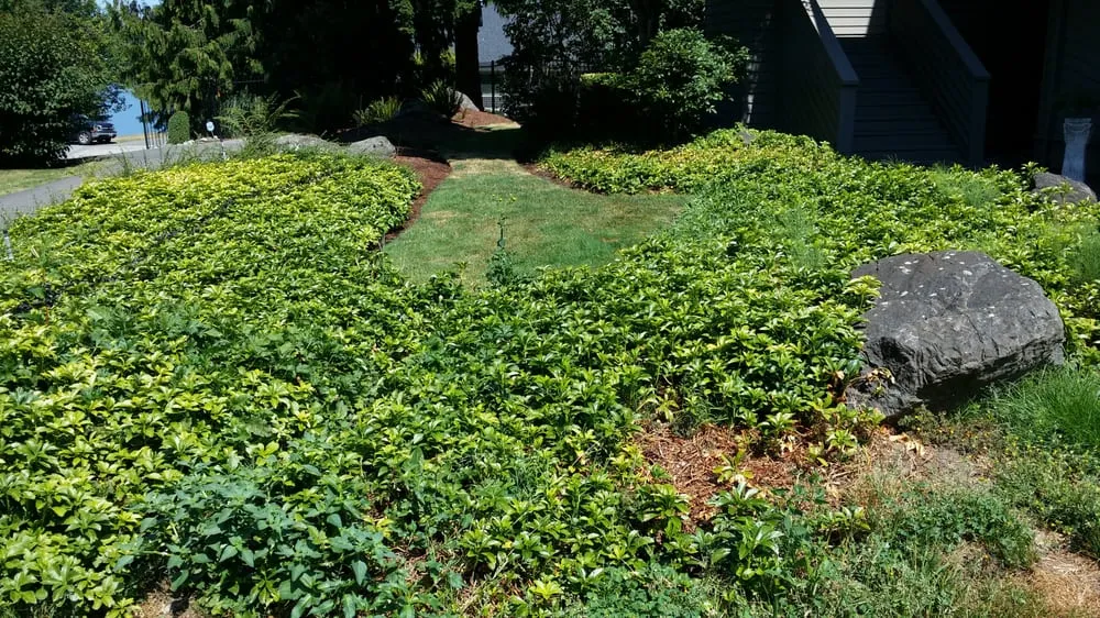 Affordable yard cleanup service experts serving Pacific, WA - Kevin's Landscaping & Maintenance