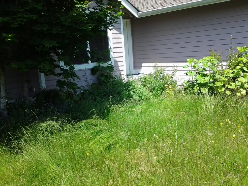 Expert yard cleanup service in Pacific, WA by Kevin's Landscaping & Maintenance