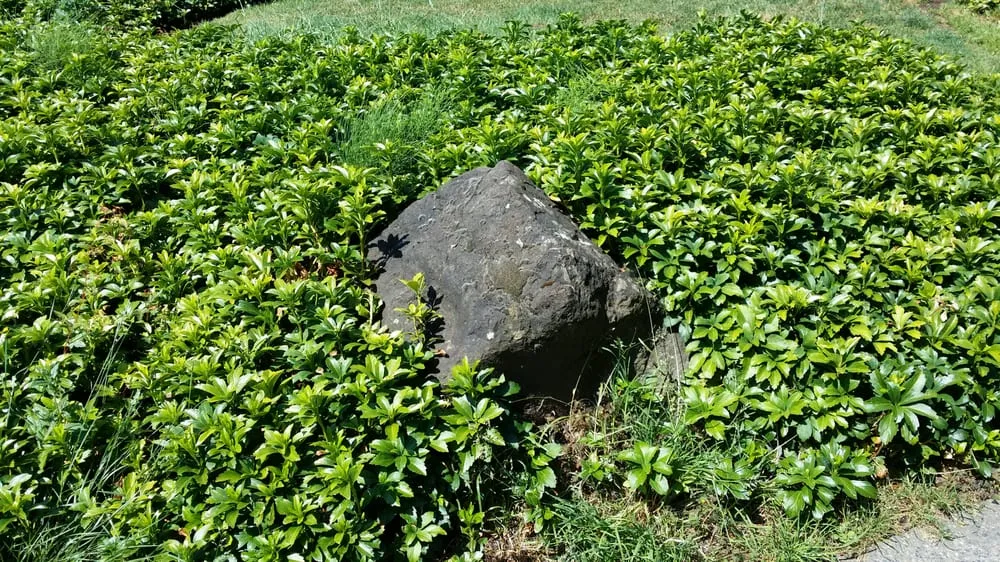 Expert yard maintenance for outdoor upgrades across Pacific, WA - Kevin's Landscaping & Maintenance