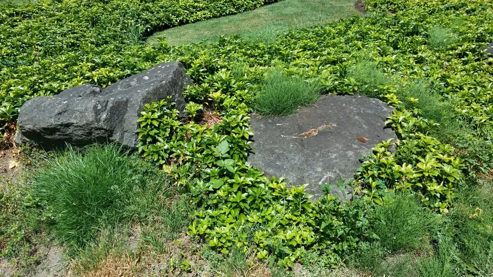 Expert yard cleanup service for year-round maintenance across Pacific, WA - Kevin's Landscaping & Maintenance