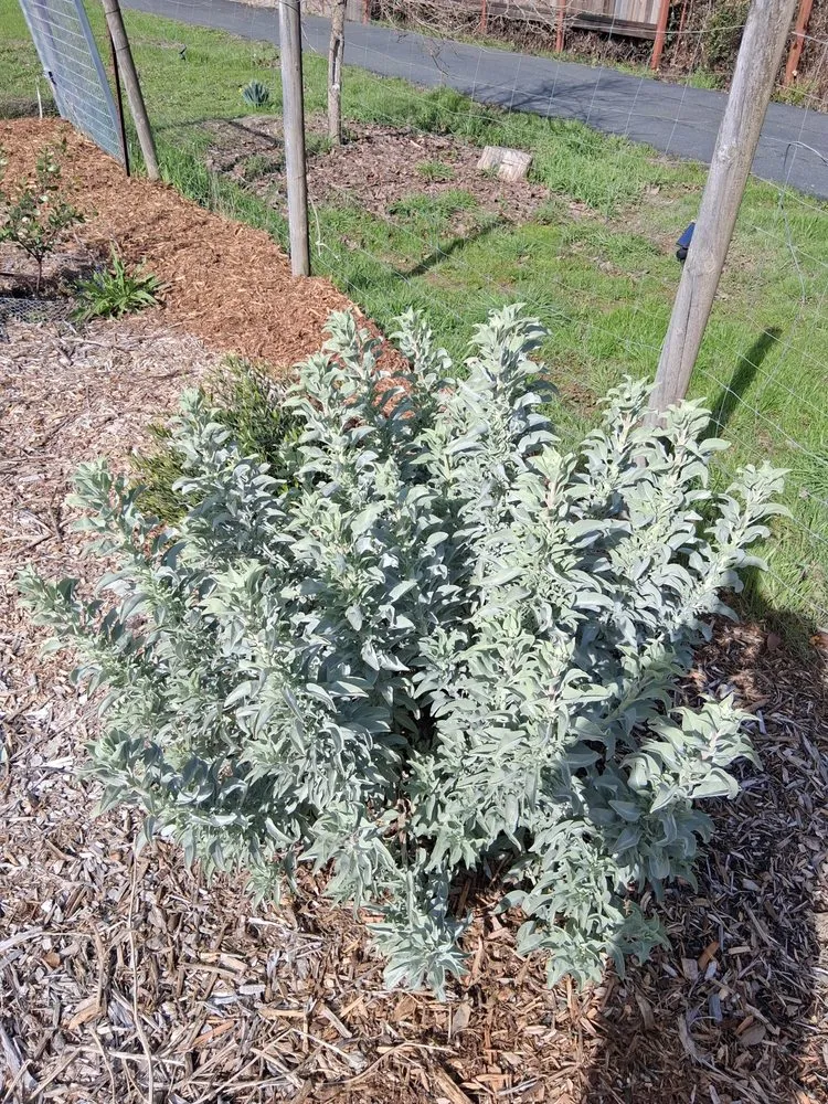 Trusted residential landscaping in Occidental, CA - Kevin's Landscaping