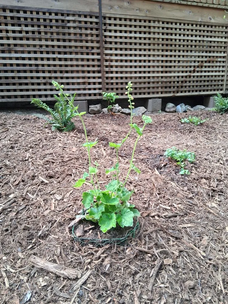 Expert lawn mowing service in Occidental, CA - Kevin's Landscaping