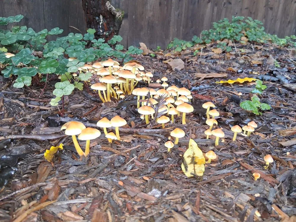 Expert residential landscaping for year-round maintenance in Occidental, CA by Kevin's Landscaping