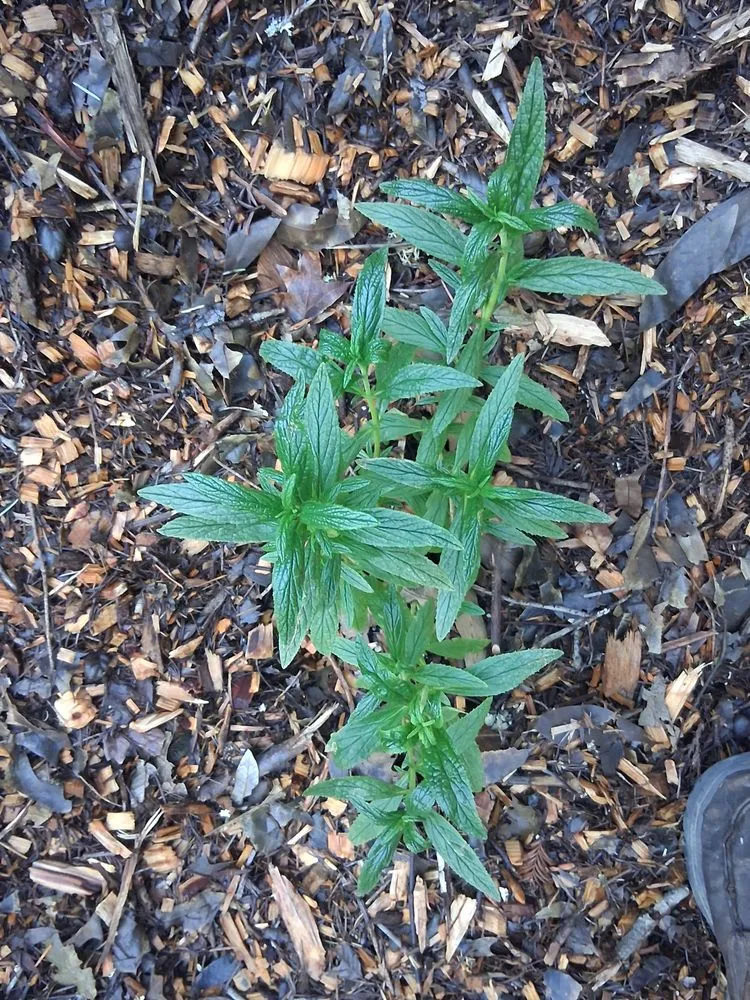 Affordable landscape design in Occidental, CA by Kevin's Landscaping