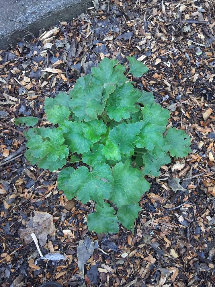 Custom landscape installation for outdoor upgrades in Occidental, CA by Kevin's Landscaping