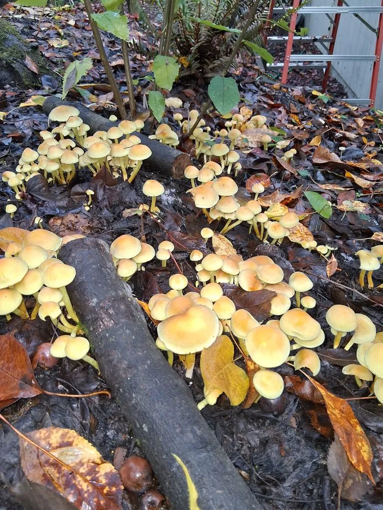 Affordable landscape installation in Occidental, CA - Kevin's Landscaping