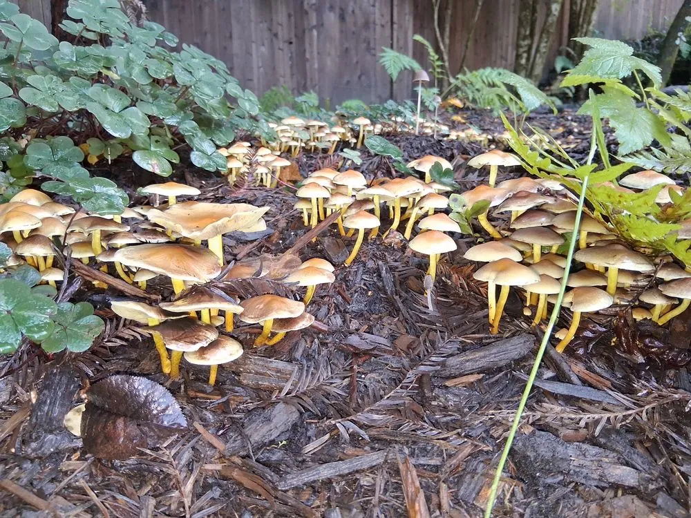 Top-rated outdoor landscaping for beautiful yards across Occidental, CA - Kevin's Landscaping