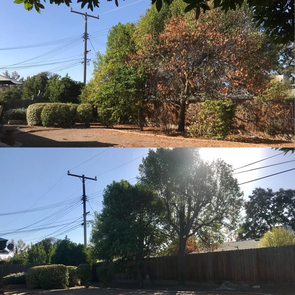 Reliable lawn mowing service in Visalia, CA by Kevin's Lawn Care Rx