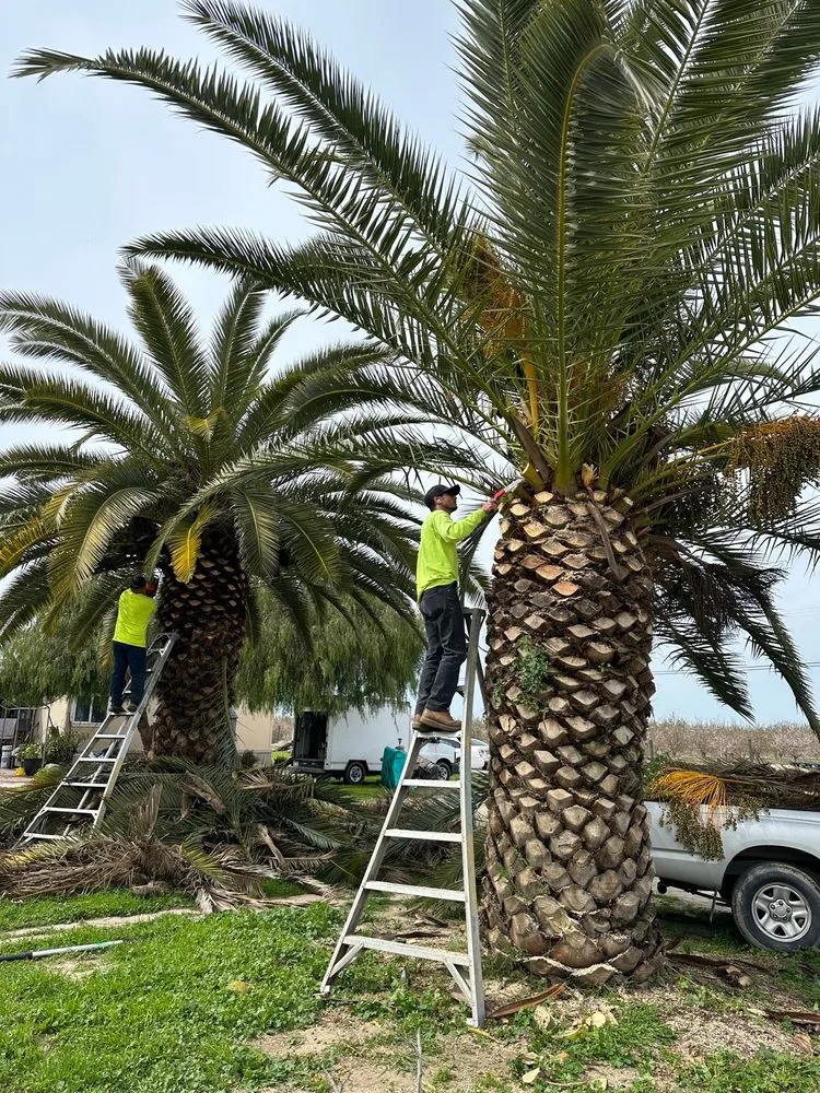 Local yard cleanup service experts serving Visalia, CA - Kevin's Lawn Care Rx