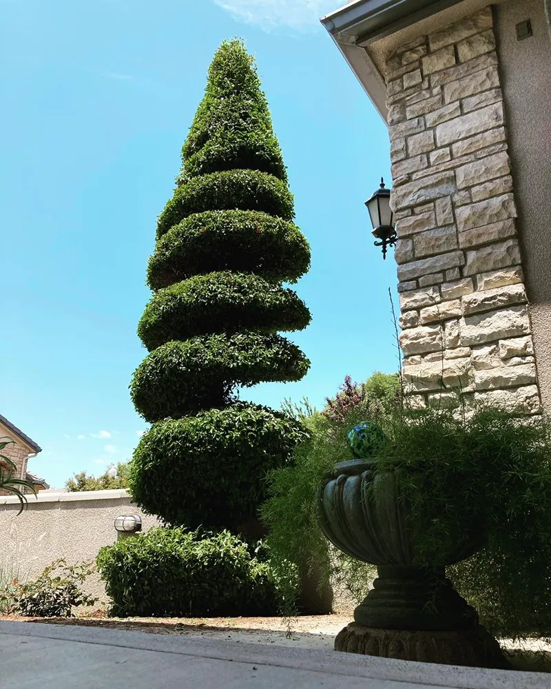 Expert yard cleanup service near you across Visalia, CA - Kevin's Lawn Care Rx