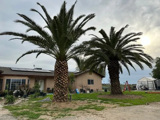 Kevin's Lawn Care Rx Logo