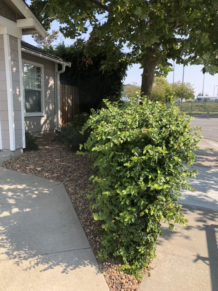 Reliable landscaping services in North Highlands, CA by Kevin's Lawn Maintenance