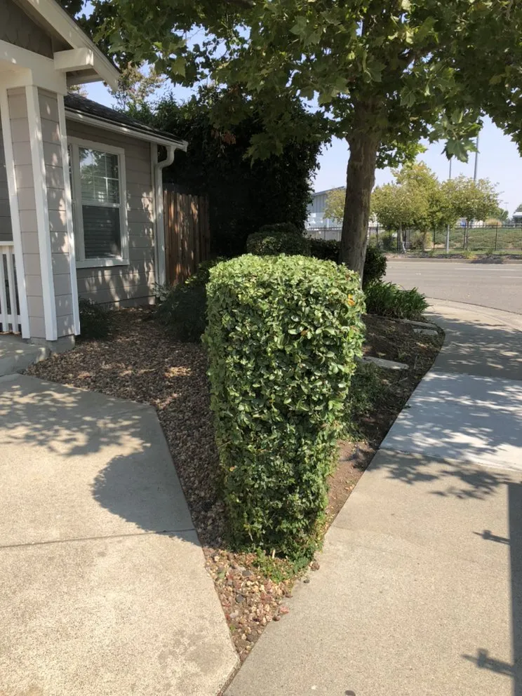 Professional yard maintenance near you in North Highlands, CA by Kevin's Lawn Maintenance