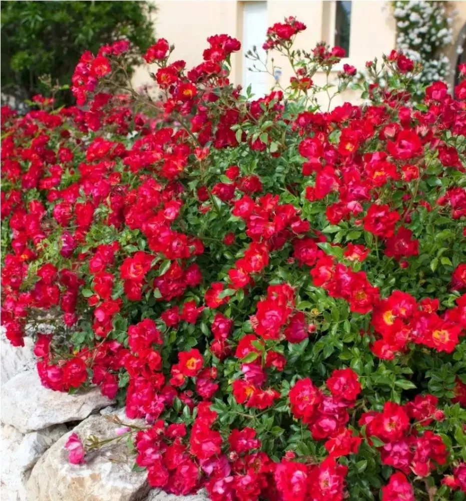 Expert outdoor landscaping for residential properties in Terrell, TX by Kevin's Tree Service Plus