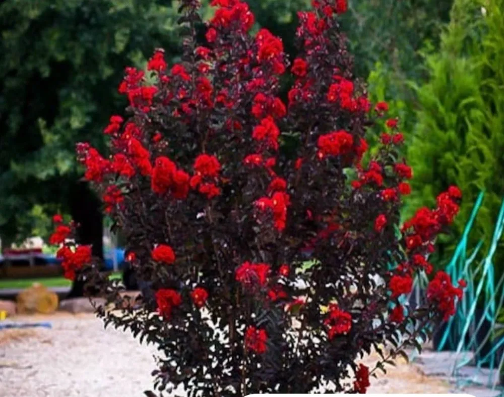 Expert outdoor landscaping for homes across Terrell, TX - Kevin's Tree Service Plus