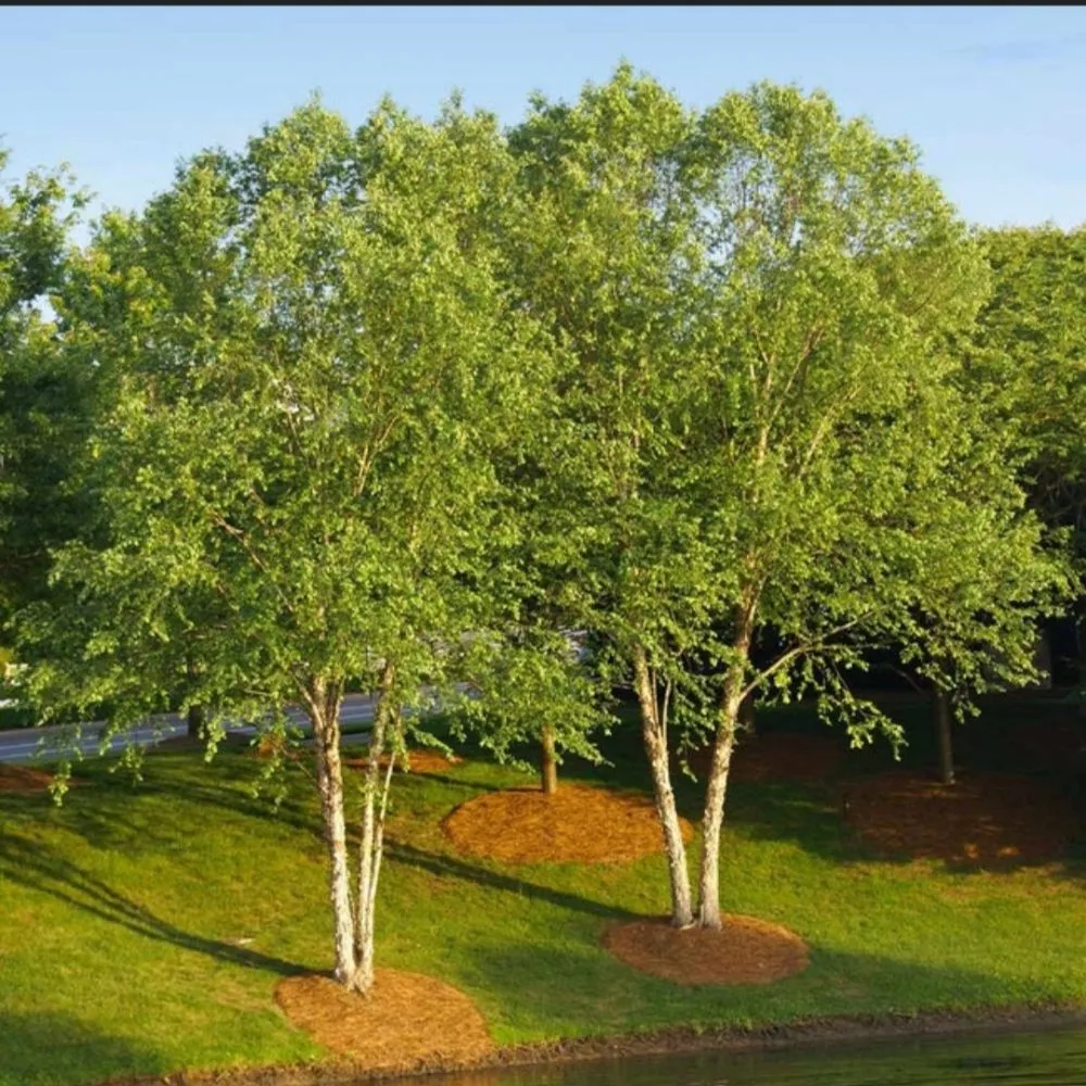Affordable landscape design in Terrell, TX - Kevin's Tree Service Plus