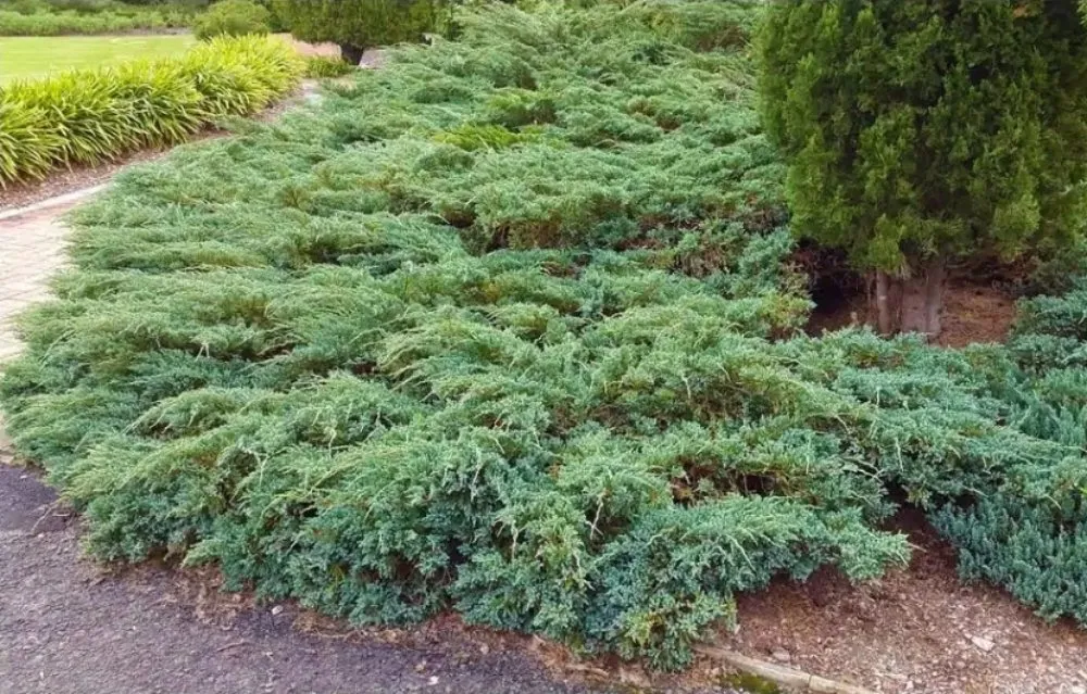 Reliable lawn care service in Terrell, TX by Kevin's Tree Service Plus