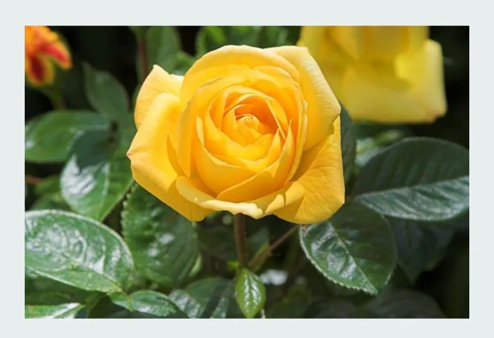 Professional residential landscaping in Terrell, TX by Kevin's Tree Service Plus