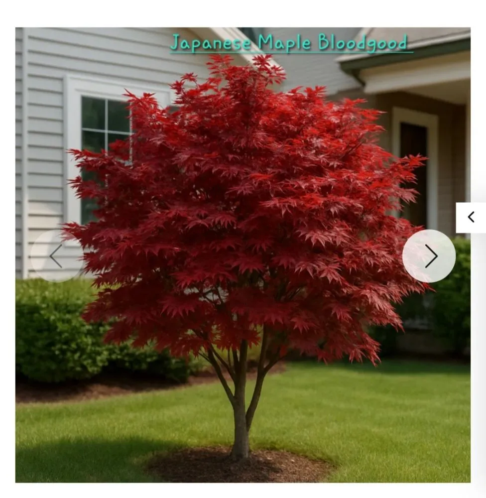 Top-rated landscape design in Terrell, TX by Kevin's Tree Service Plus