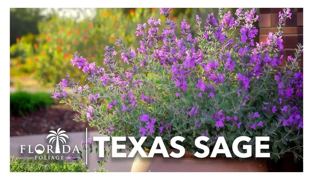 Reliable outdoor landscaping for outdoor upgrades across Terrell, TX - Kevin's Tree Service Plus