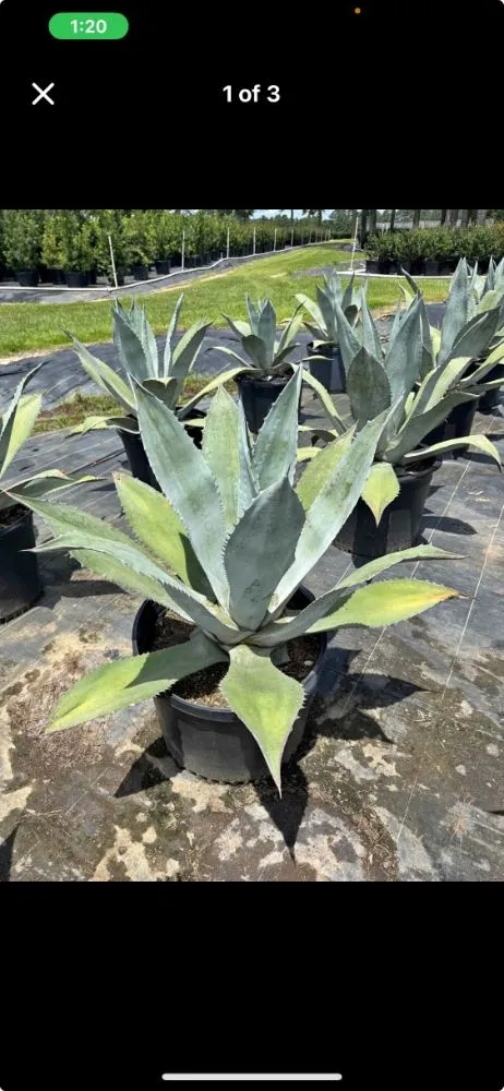 Custom garden landscaping in Terrell, TX - Kevin's Tree Service Plus