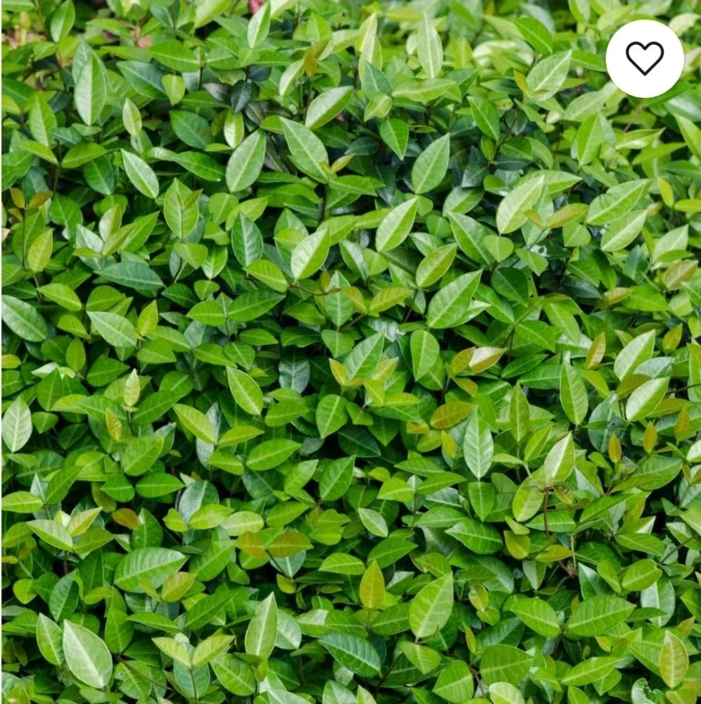 Affordable landscape installation in Terrell, TX by Kevin's Tree Service Plus