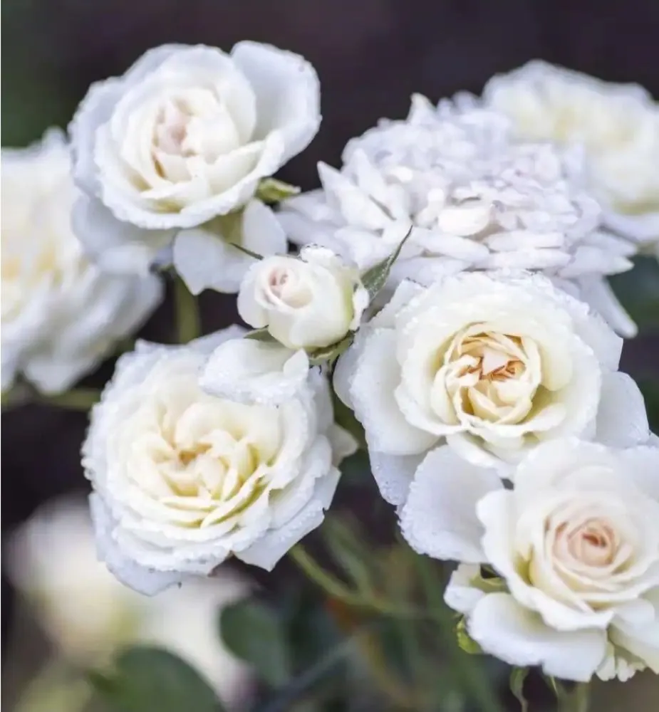 Local residential landscaping for homes in Terrell, TX by Kevin's Tree Service Plus